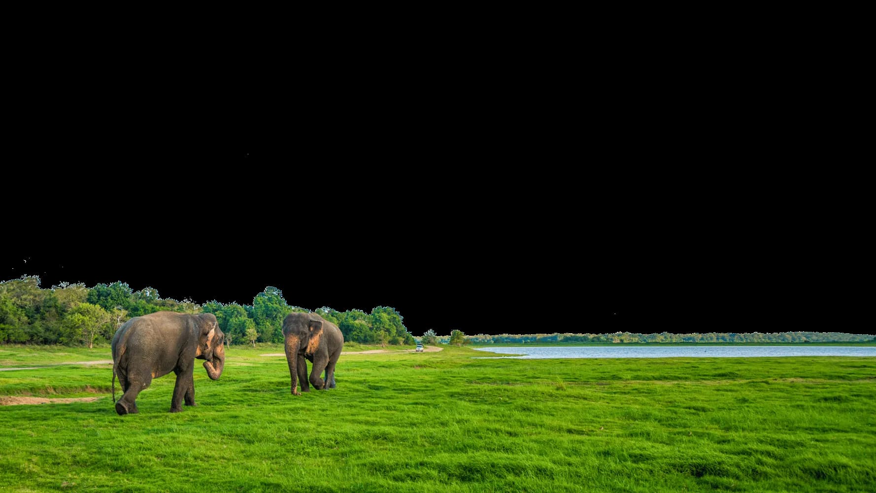 Two wild elephants grazing on a grassy plain beside a lake in a Sri Lankan national park