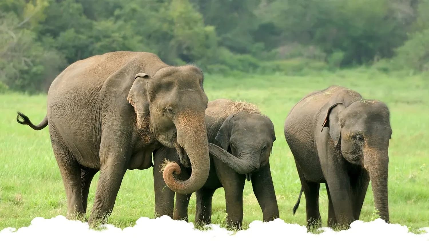 Elephant splashing water while bathing in a river