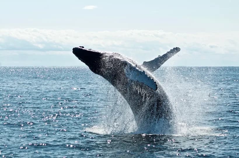 A whale breaching out of the sea