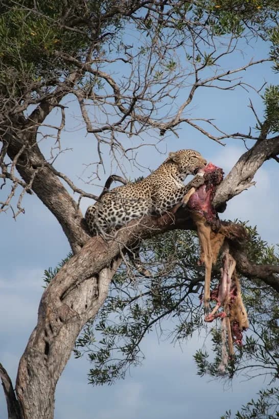 A leopard up a tree with its kill