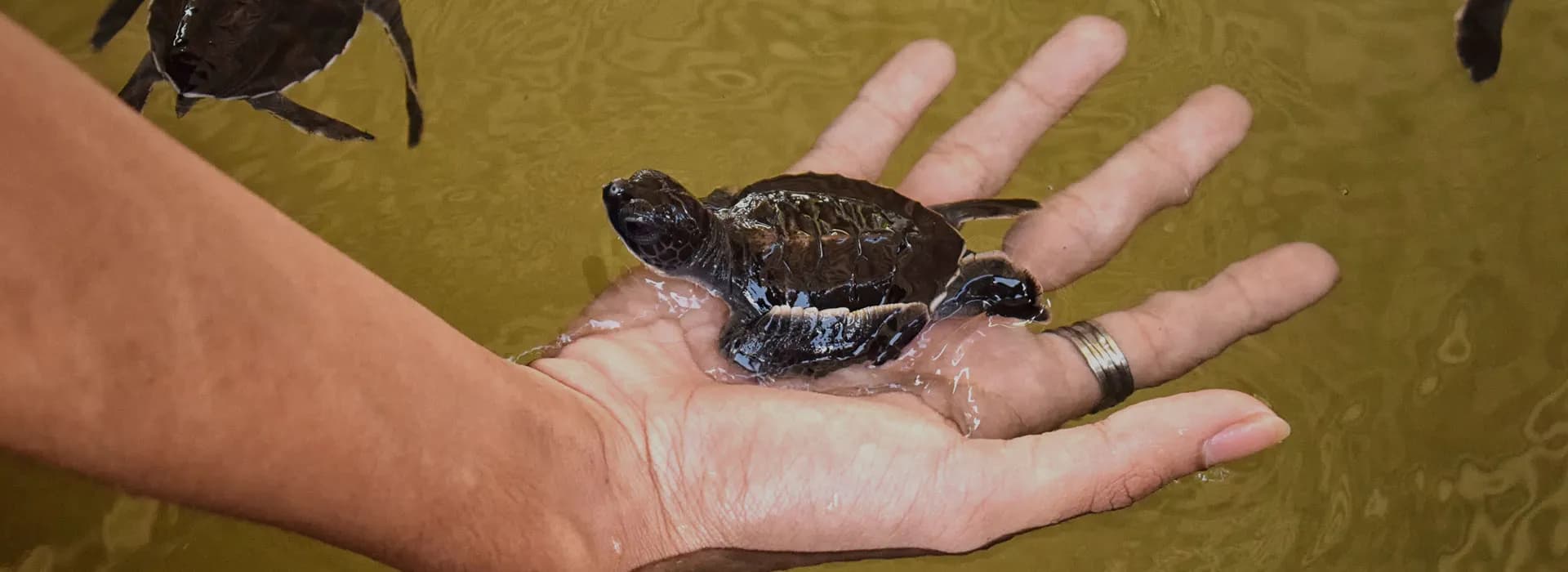 Turtle Hatcheries: A Must-Stop on Your South Coast Tour