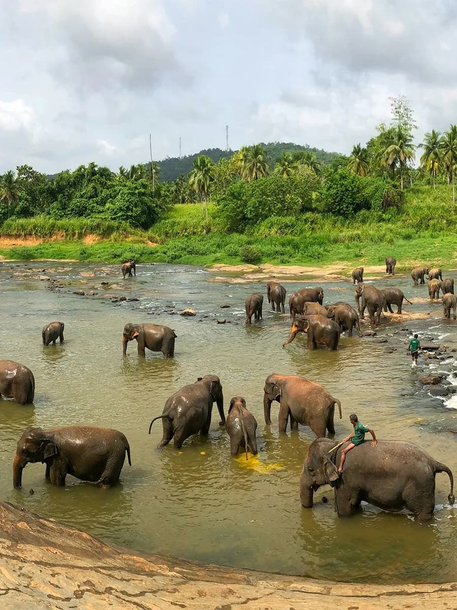 Pinnawala