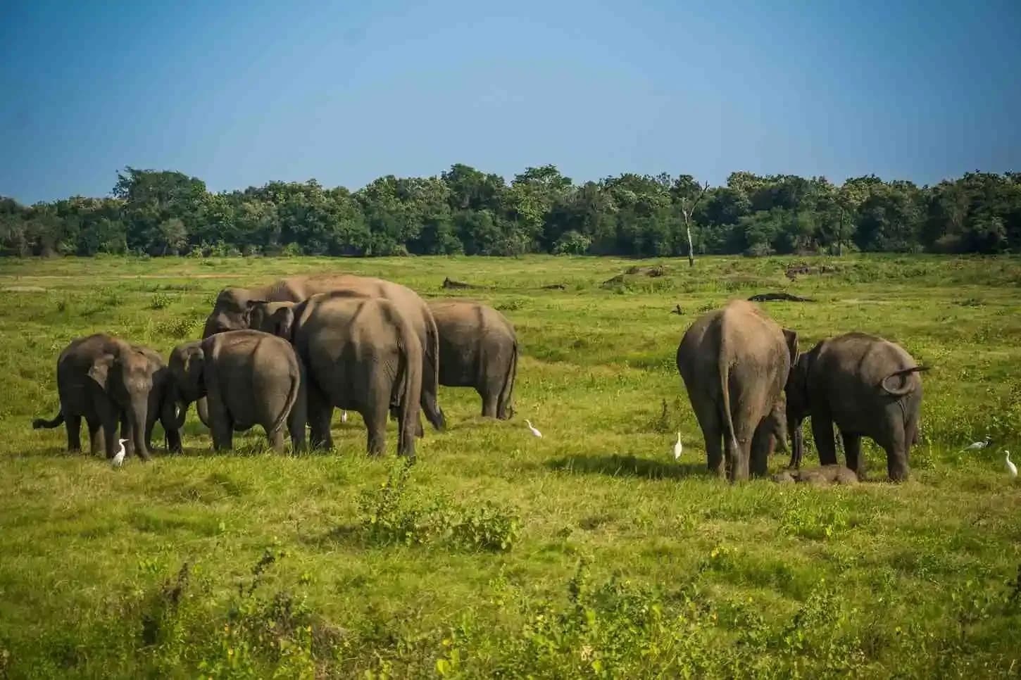Minneriya National Park & Wildlife