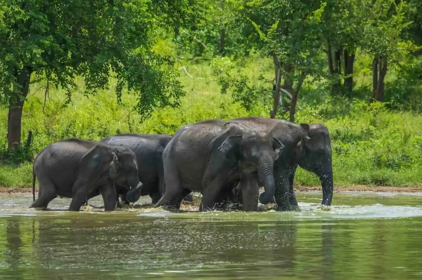 Pinnawala