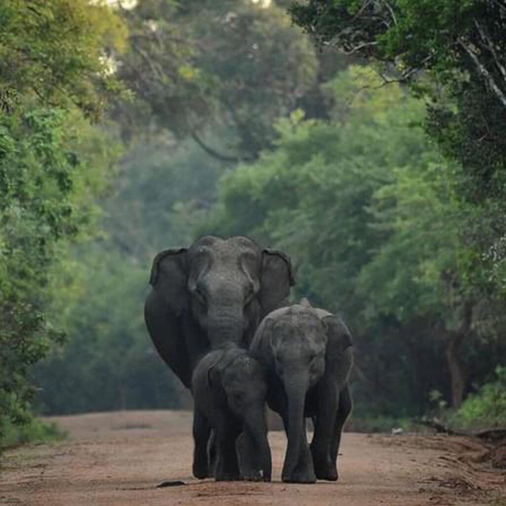 Elephants in Kaudulla